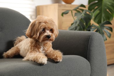 Cute Maltipoo dog on sofa at home