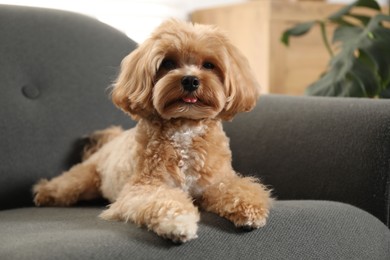 Cute Maltipoo dog on sofa at home