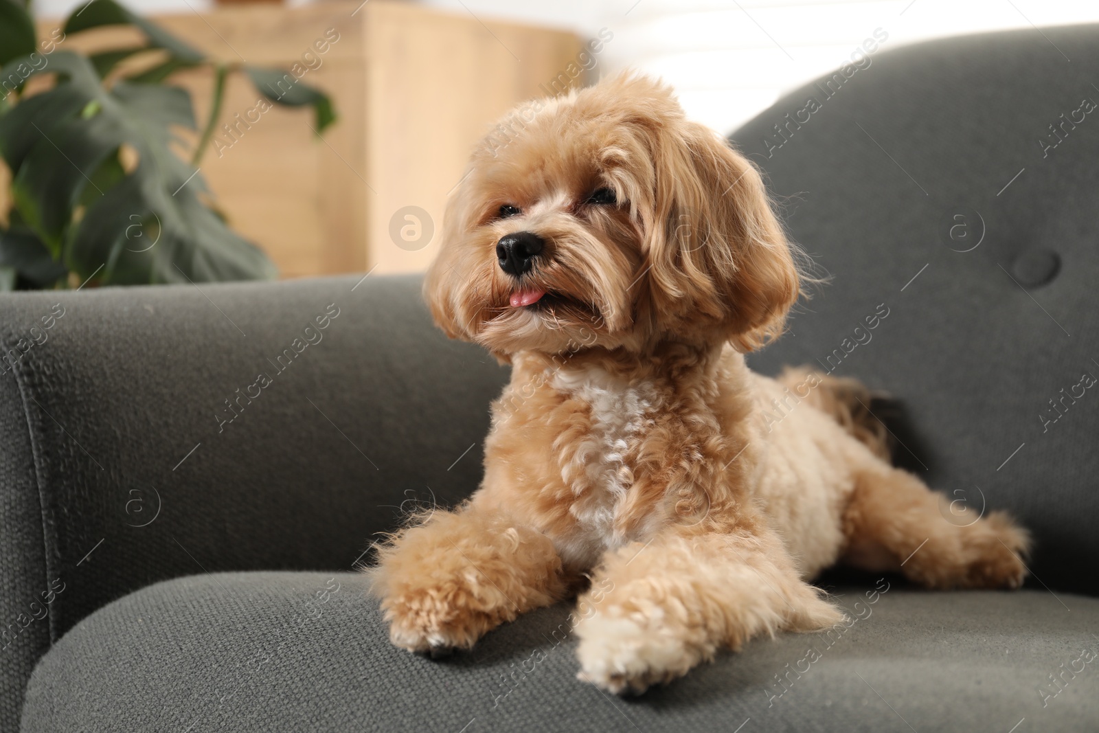 Photo of Cute Maltipoo dog on sofa at home