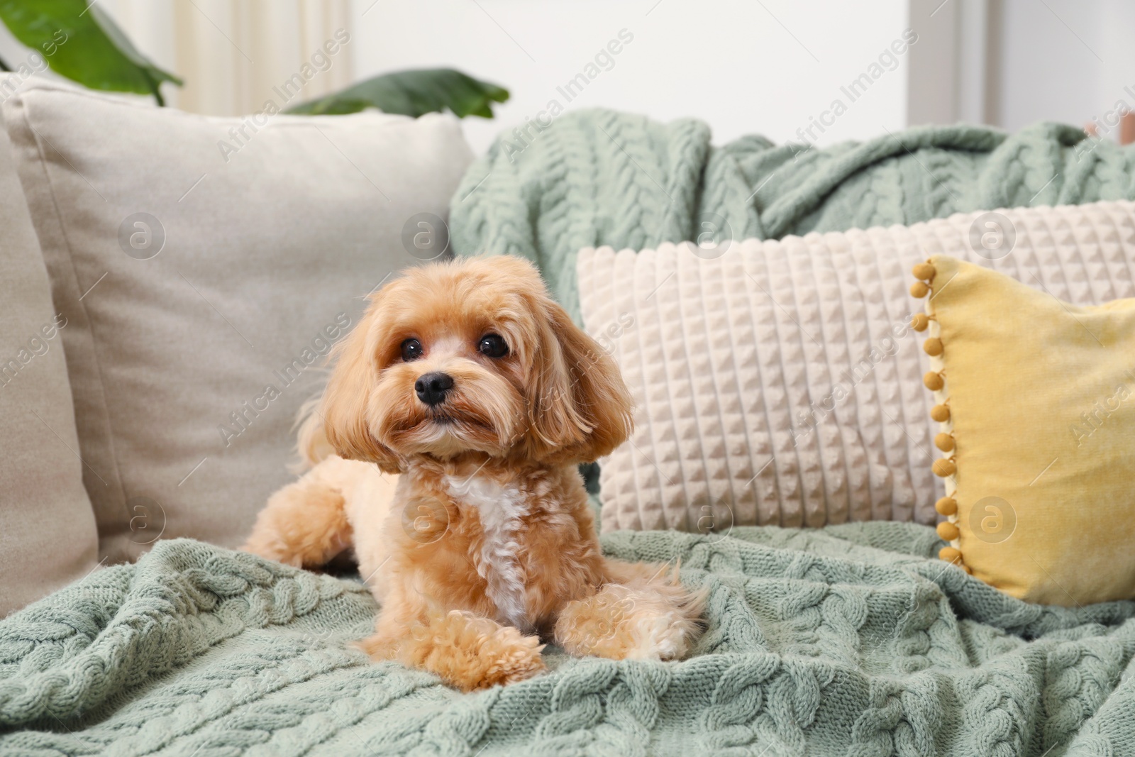 Photo of Cute Maltipoo dog on sofa at home