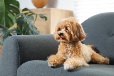 Cute Maltipoo dog on sofa at home