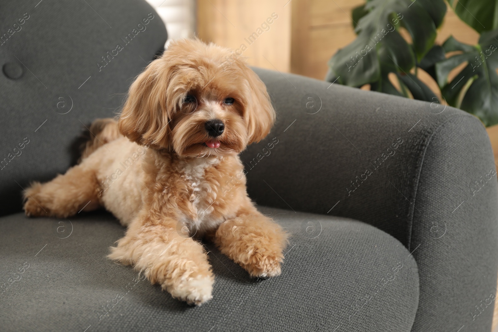 Photo of Cute Maltipoo dog on sofa at home