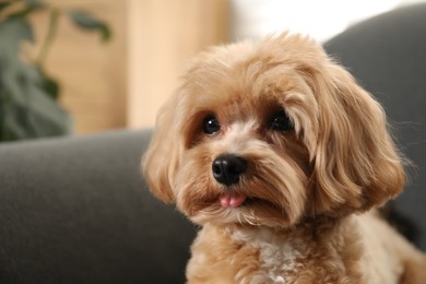 Photo of Cute Maltipoo dog at home, space for text