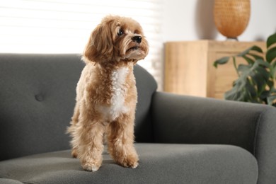 Cute Maltipoo dog on sofa at home