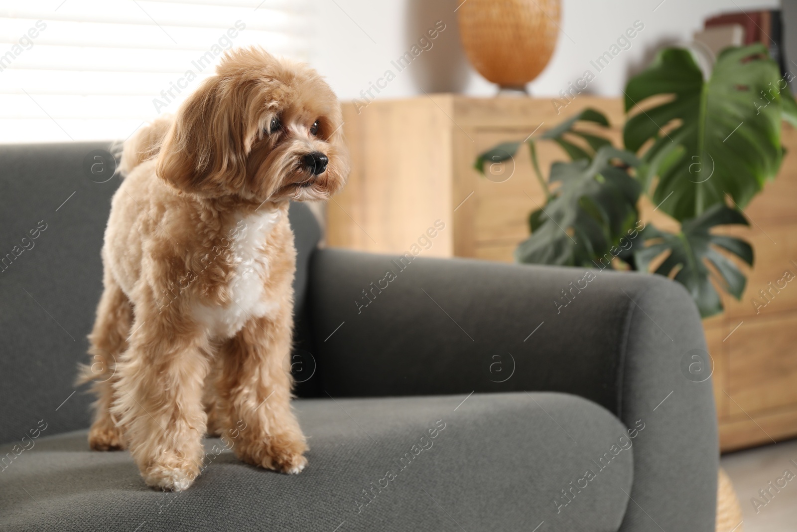 Photo of Cute Maltipoo dog on sofa at home