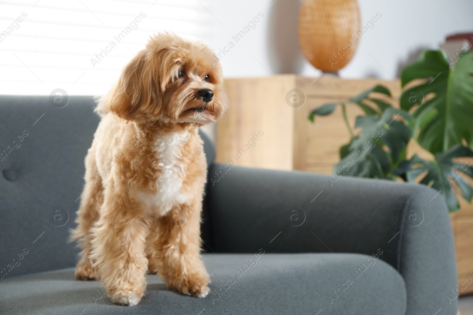 Photo of Cute Maltipoo dog on sofa at home