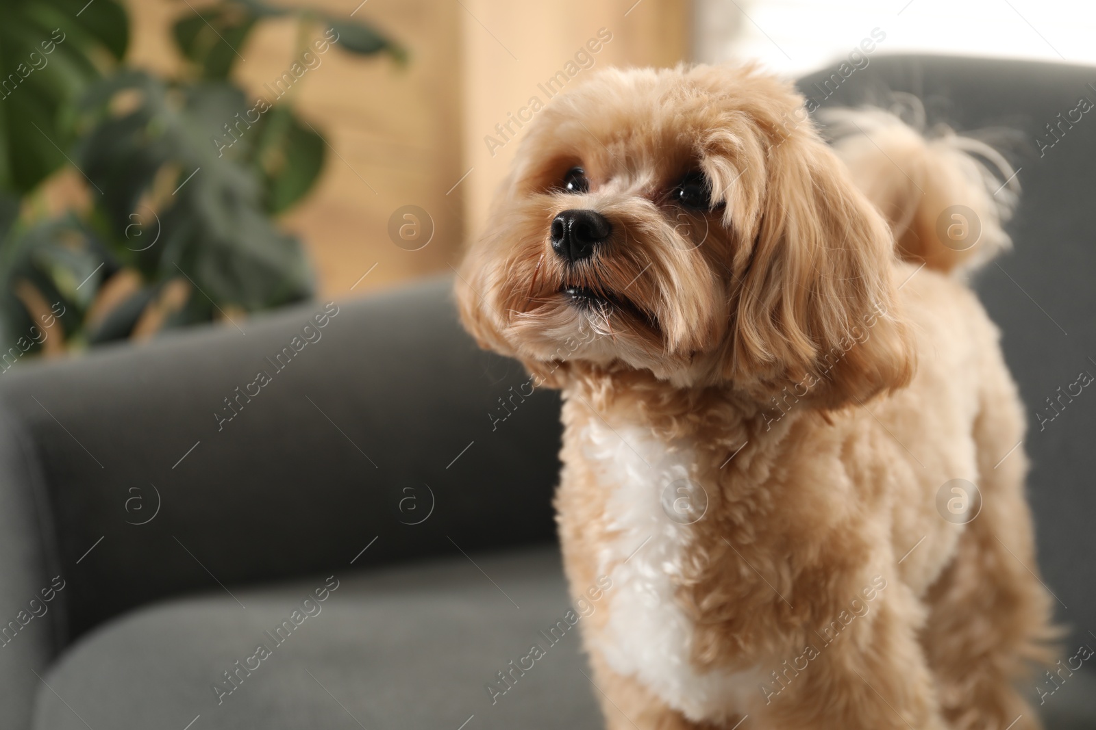 Cute Maltipoo dog on sofa at home, space for text Photo of Cute Maltipoo dog on sofa at home, space for text