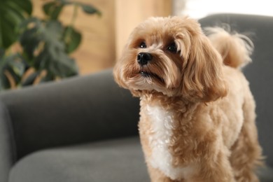 Photo of Cute Maltipoo dog on sofa at home, space for text