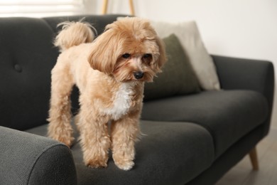 Photo of Cute Maltipoo dog on sofa at home, space for text