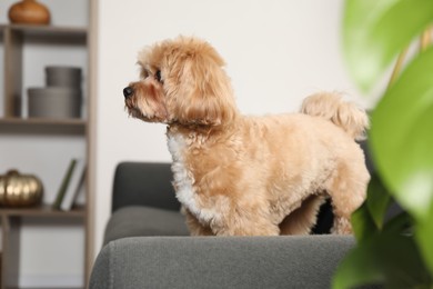 Photo of Cute Maltipoo dog on sofa at home