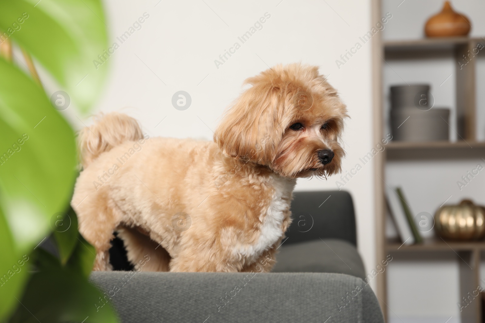 Cute Maltipoo dog on sofa at home Photo of Cute Maltipoo dog on sofa at home