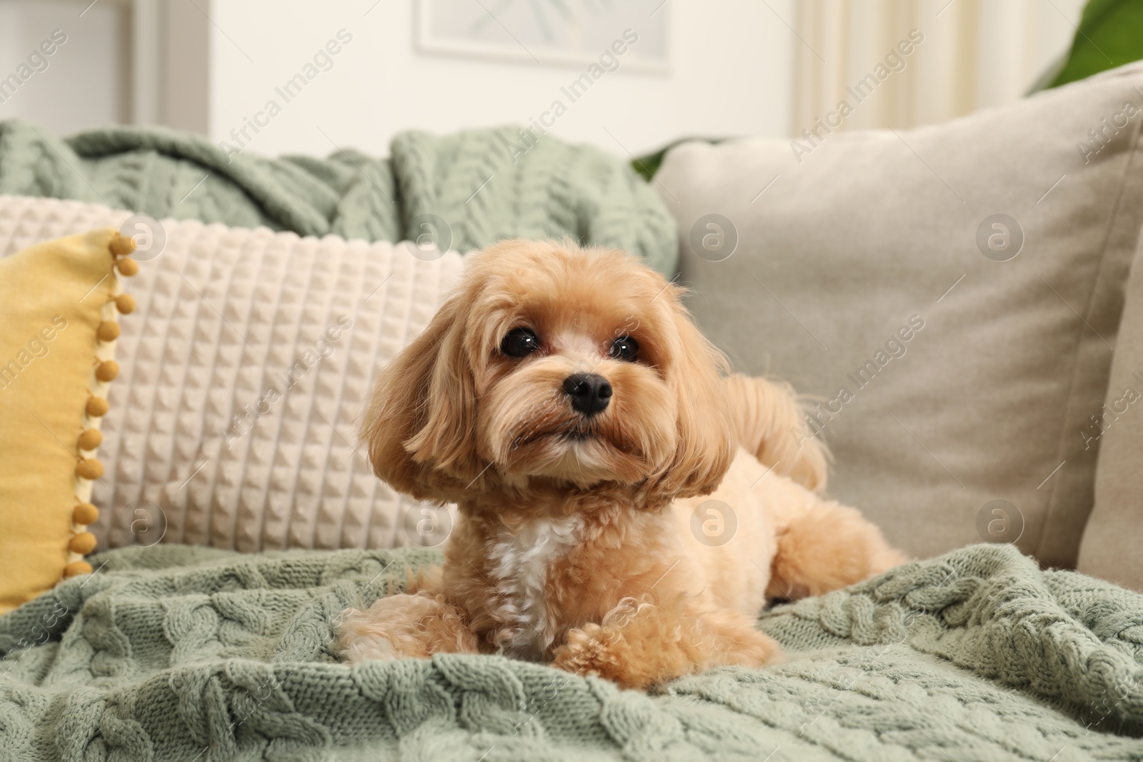 Cute Maltipoo dog on sofa at home Photo of Cute Maltipoo dog on sofa at home