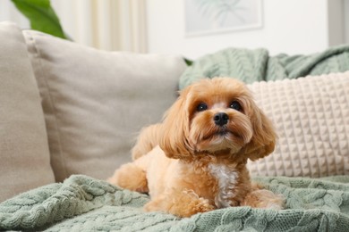 Cute Maltipoo dog on sofa at home