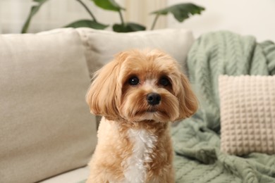 Cute Maltipoo dog on sofa at home