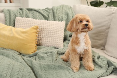 Photo of Cute Maltipoo dog on sofa at home