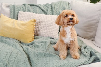 Cute Maltipoo dog on sofa at home