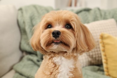 Photo of Cute Maltipoo dog on sofa at home