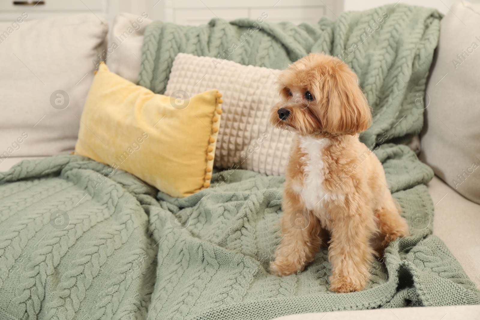 Photo of Cute Maltipoo dog on sofa at home