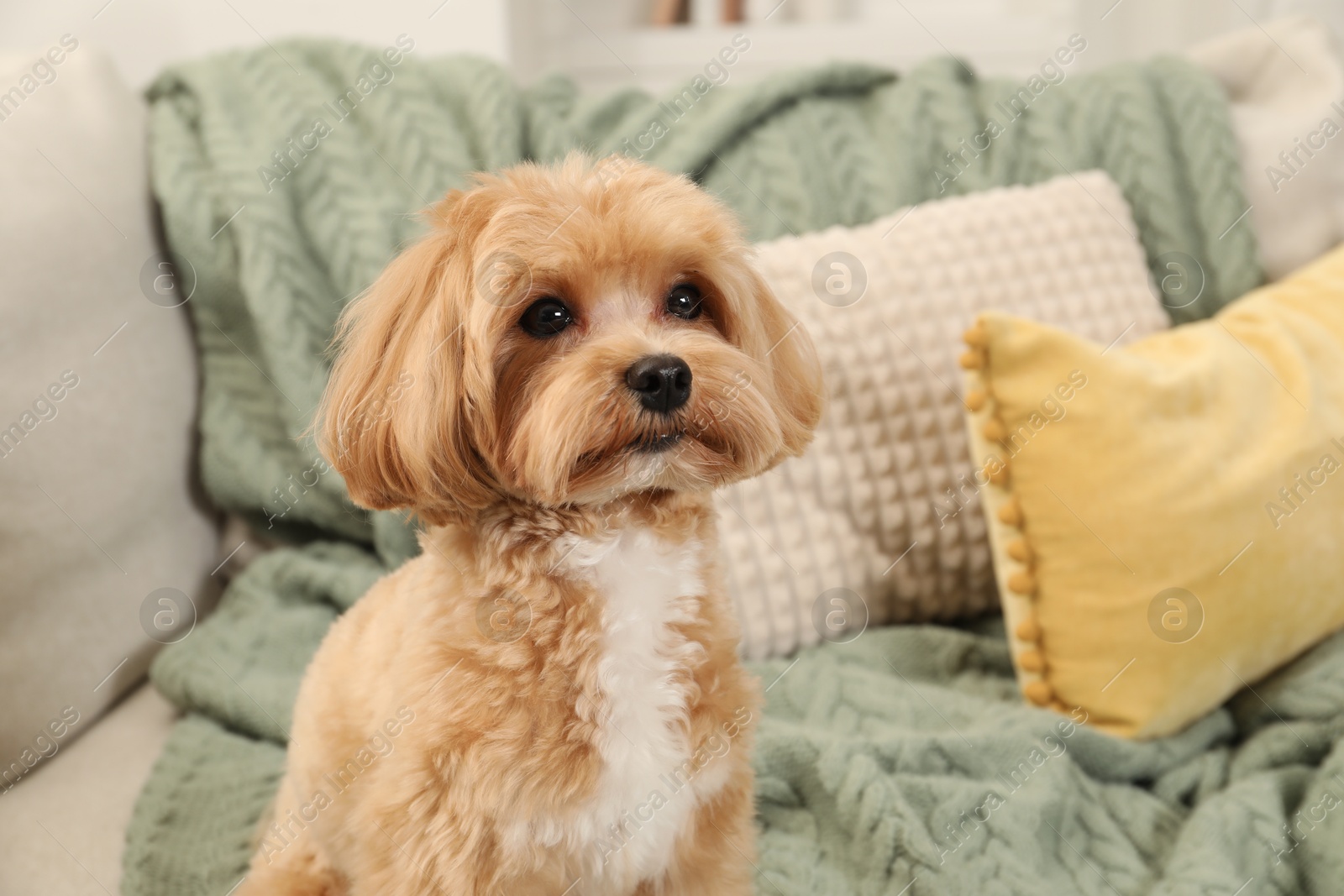 Photo of Cute Maltipoo dog on sofa at home