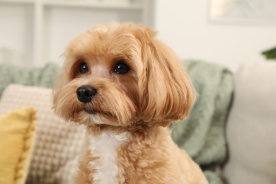 Cute Maltipoo dog on sofa at home