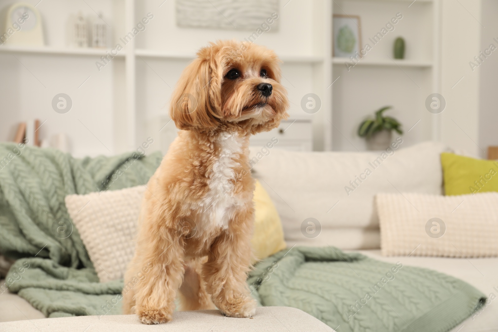 Photo of Cute Maltipoo dog on sofa at home