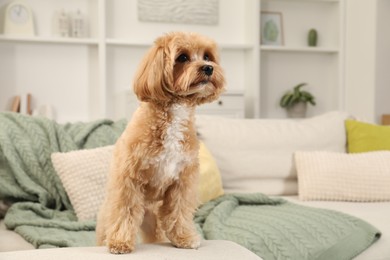 Cute Maltipoo dog on sofa at home