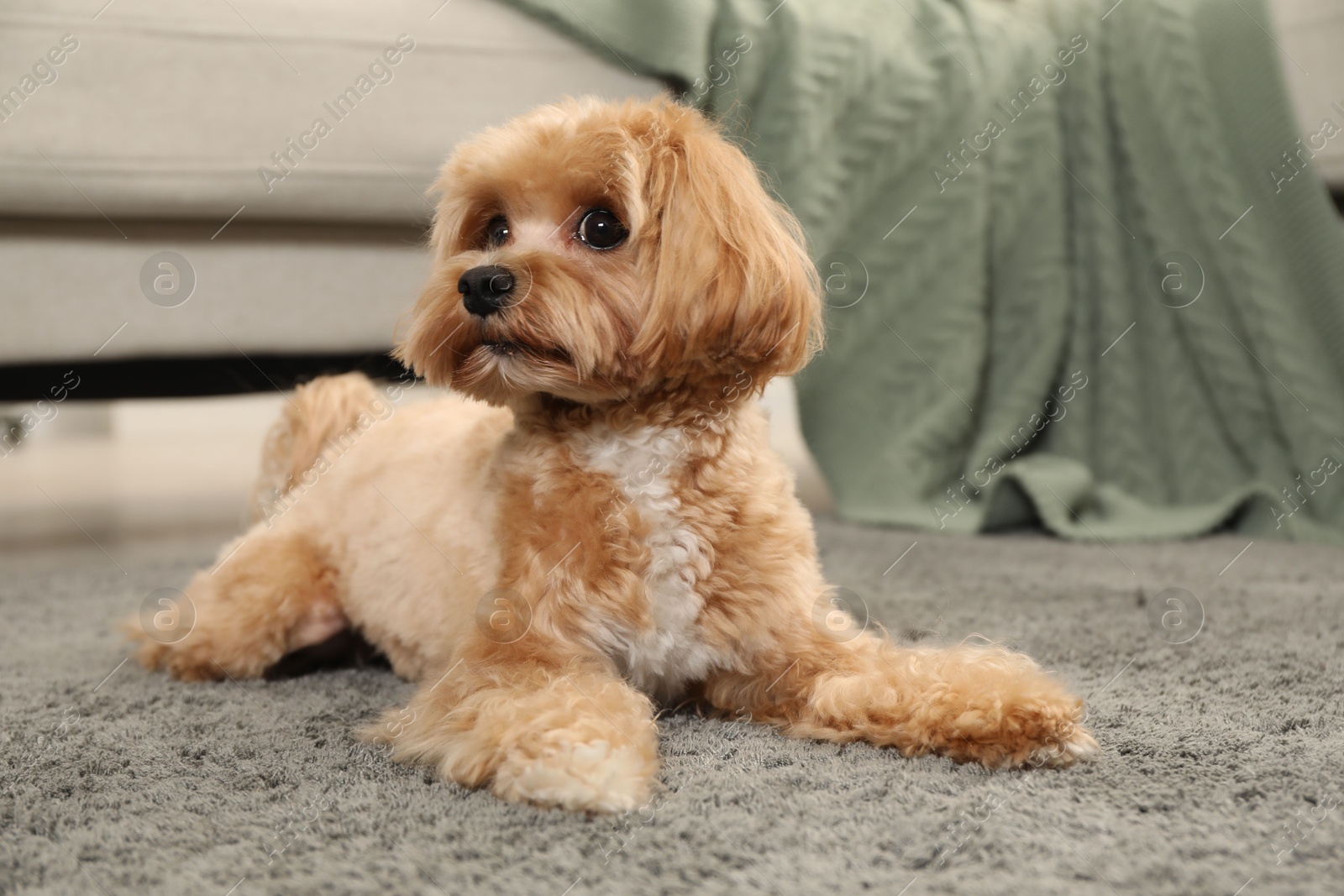 Cute Maltipoo dog on carpet at home Photo of Cute Maltipoo dog on carpet at home