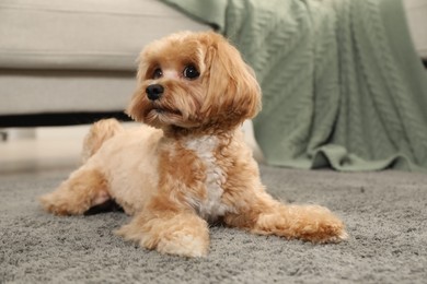 Photo of Cute Maltipoo dog on carpet at home