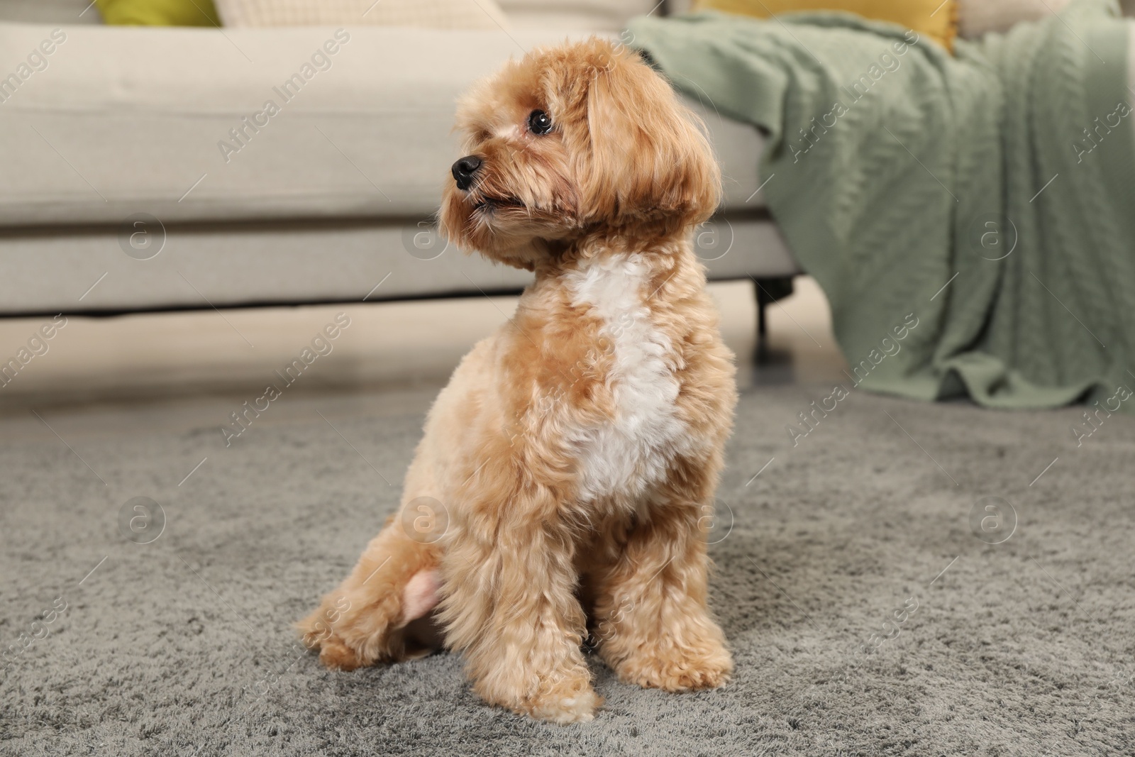 Photo of Cute Maltipoo dog on carpet at home