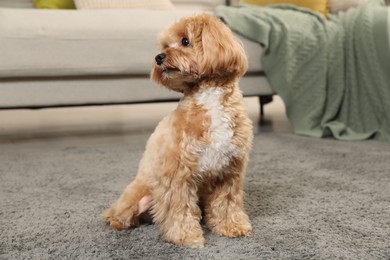 Cute Maltipoo dog on carpet at home