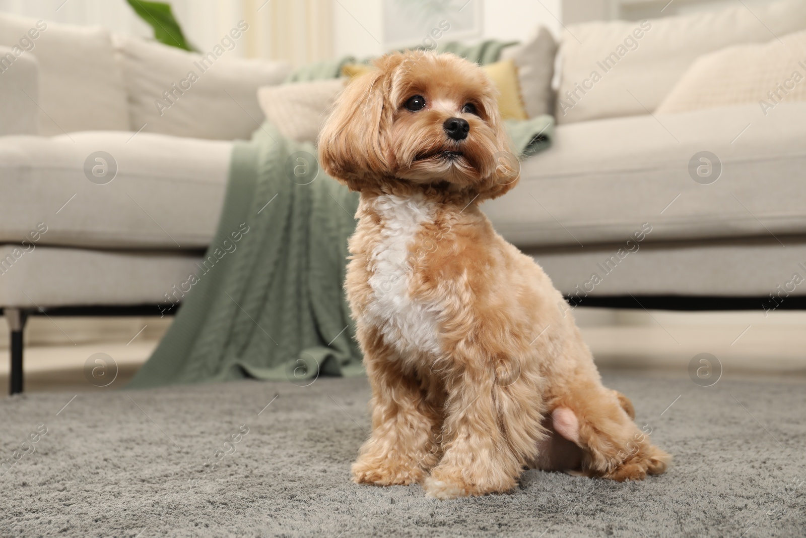 Cute Maltipoo dog on carpet at home, space for text Photo of Cute Maltipoo dog on carpet at home, space for text
