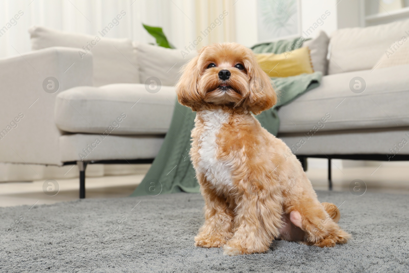 Photo of Cute Maltipoo dog on carpet at home, space for text