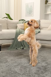 Photo of Cute Maltipoo dog on carpet at home