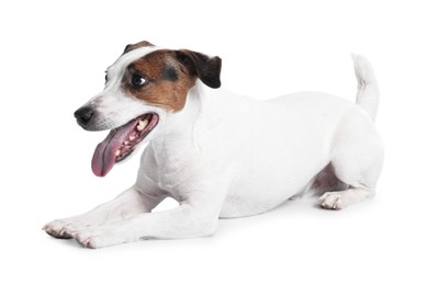 Photo of Cute Jack Russell Terrier dog on white background