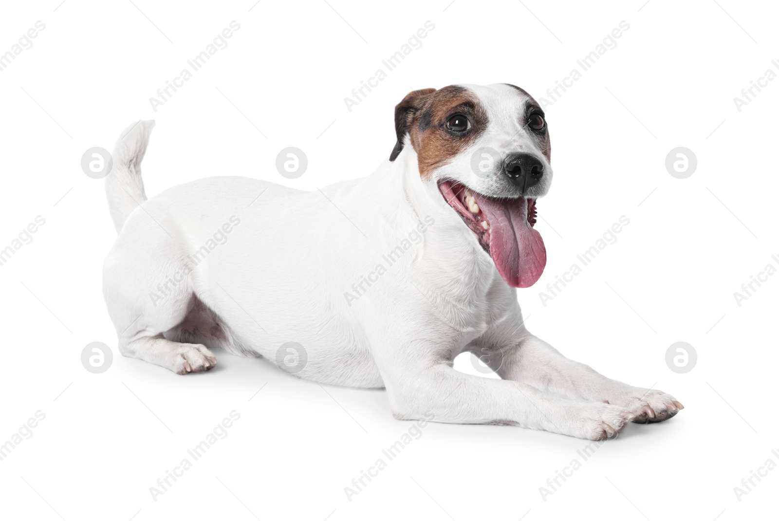 Photo of Cute Jack Russell Terrier dog on white background