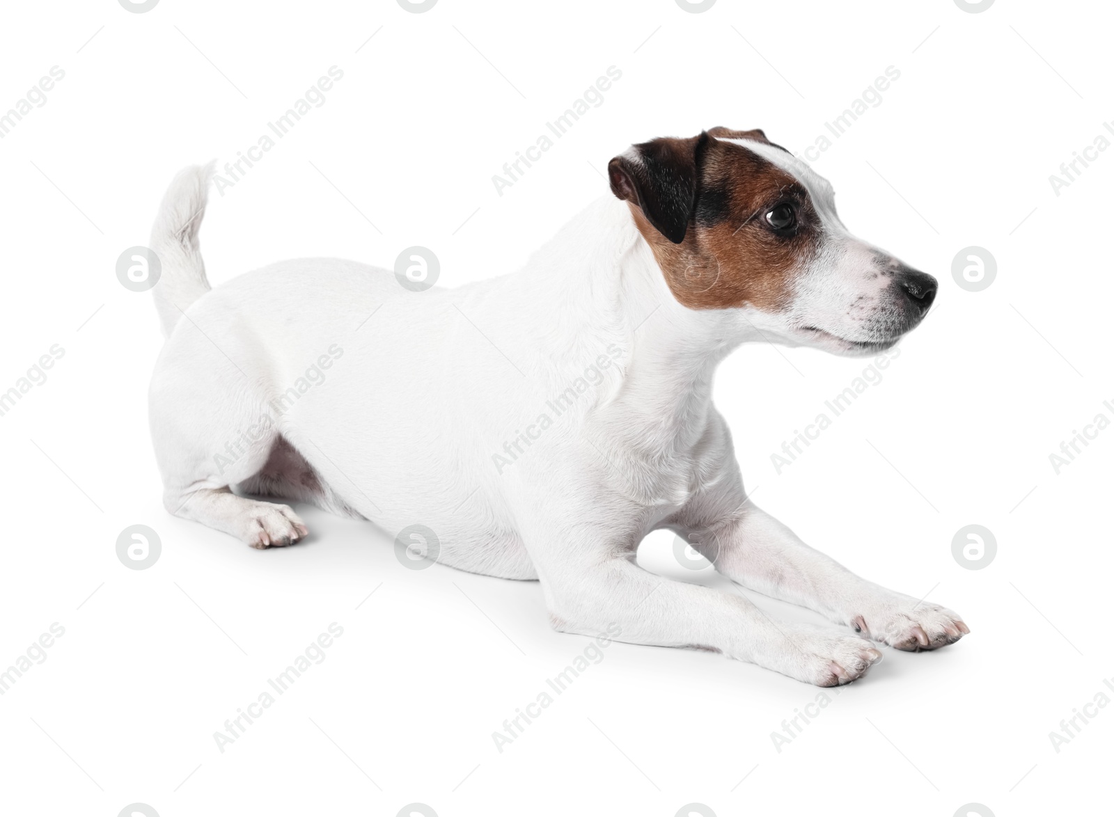 Photo of Cute Jack Russell Terrier dog on white background