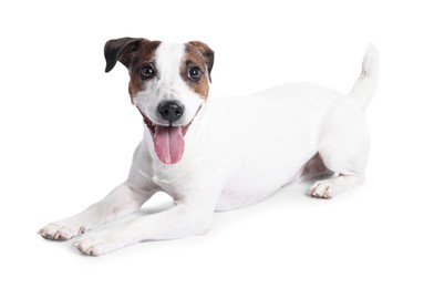 Photo of Cute Jack Russell Terrier dog on white background