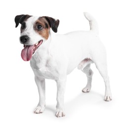 Photo of Cute Jack Russell Terrier dog standing on white background