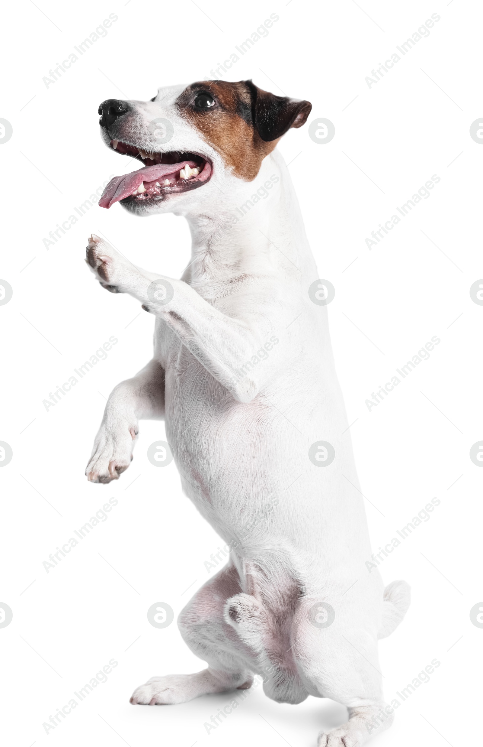 Photo of Cute Jack Russell Terrier dog on white background