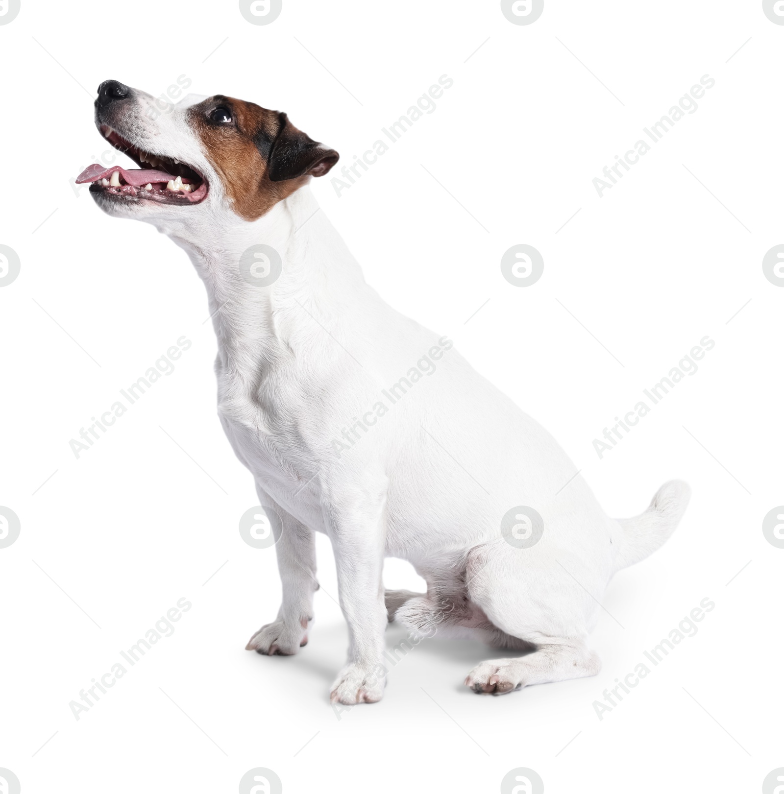 Photo of Cute Jack Russell Terrier dog sitting on white background