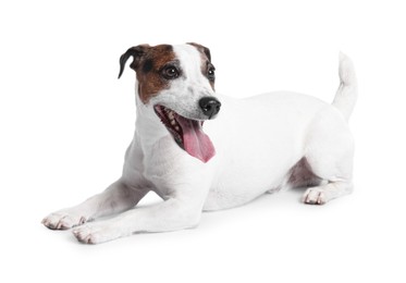 Cute Jack Russell Terrier dog on white background