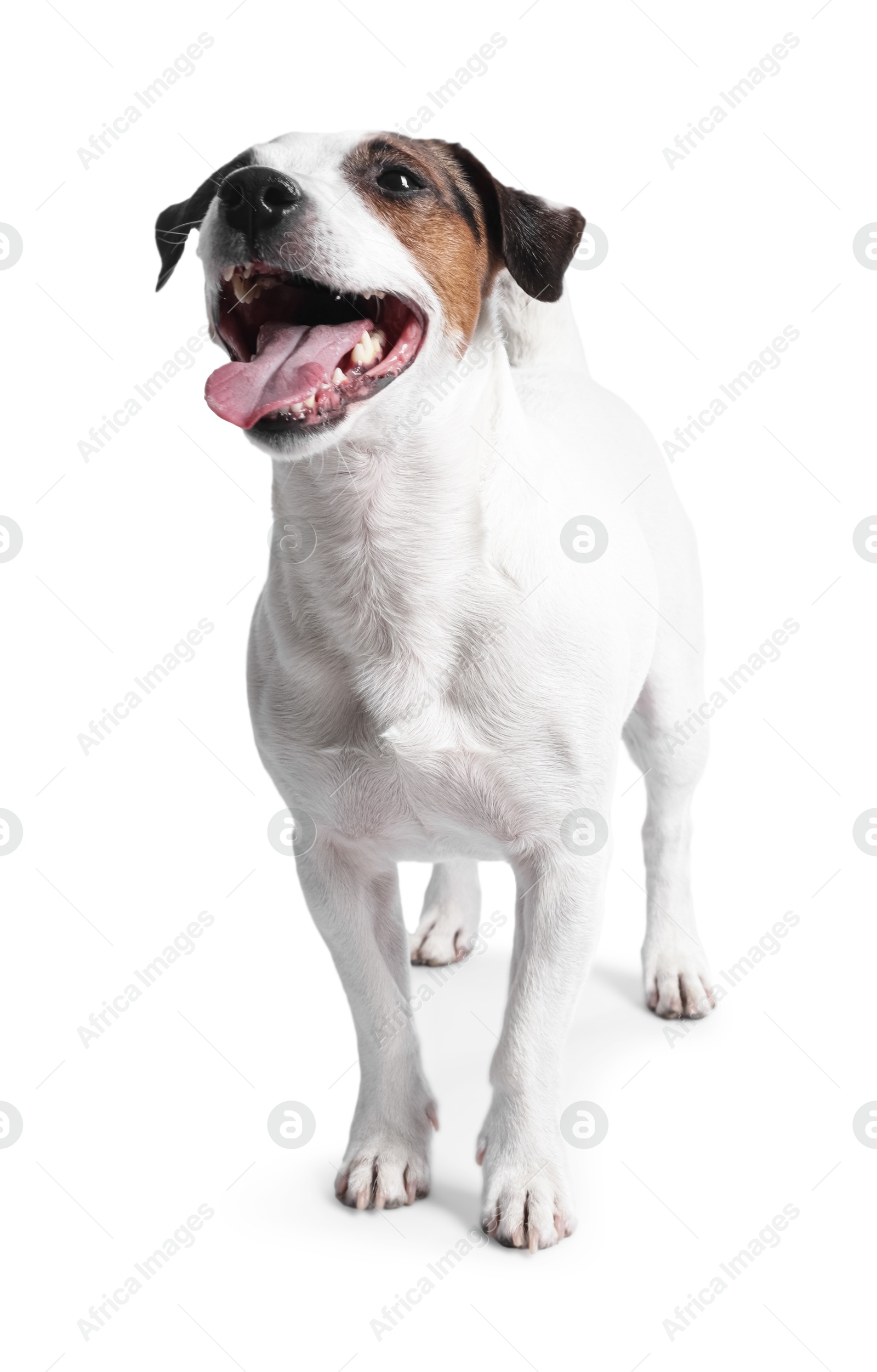 Photo of Cute Jack Russell Terrier dog standing on white background