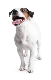 Cute Jack Russell Terrier dog standing on white background