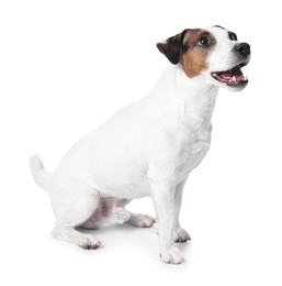 Cute Jack Russell Terrier dog sitting on white background