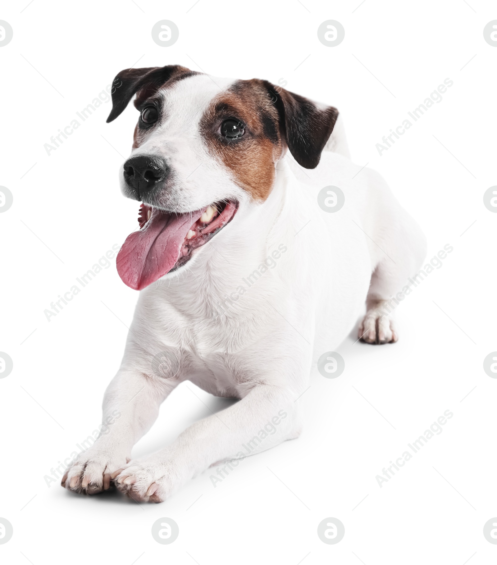 Photo of Cute Jack Russell Terrier dog on white background