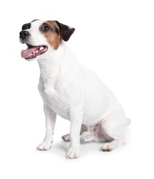 Photo of Cute Jack Russell Terrier dog sitting on white background