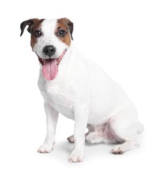 Photo of Cute Jack Russell Terrier dog sitting on white background