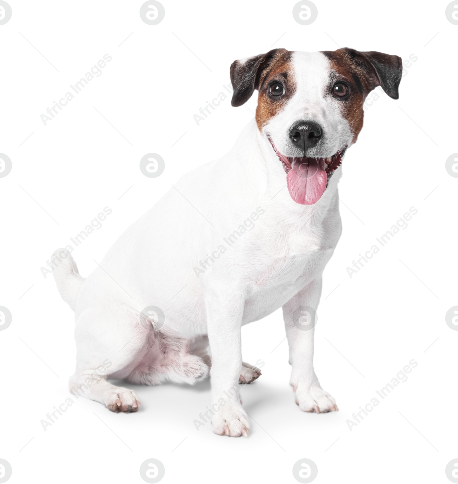 Photo of Cute Jack Russell Terrier dog sitting on white background