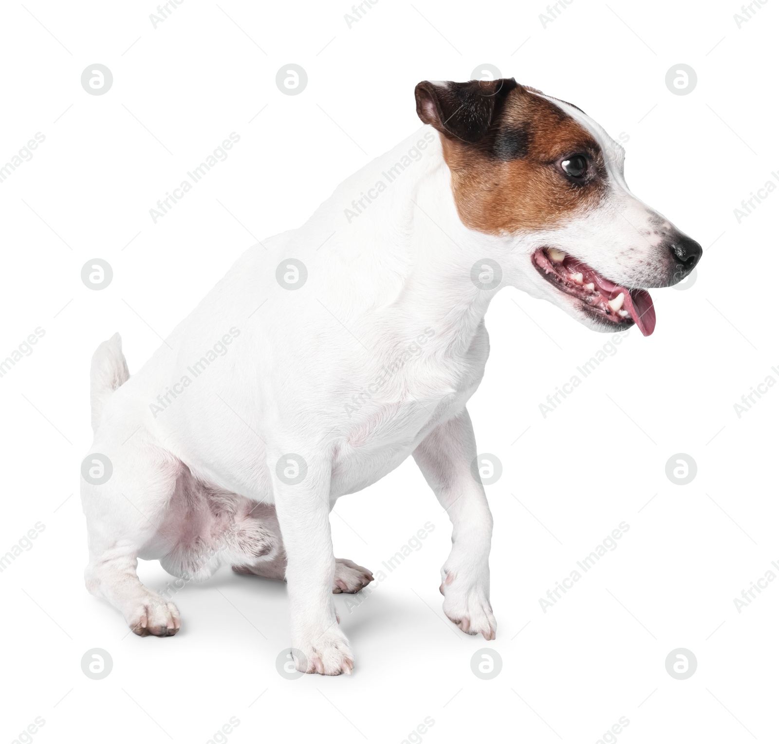 Photo of Cute Jack Russell Terrier dog sitting on white background