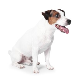 Photo of Cute Jack Russell Terrier dog sitting on white background